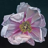 peony II oil 80x80 cm